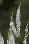 Boykin's milkwort